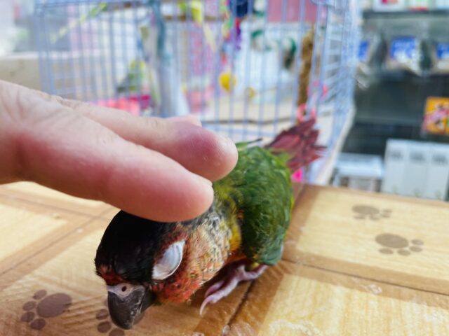 ワキコガネウロコインコ