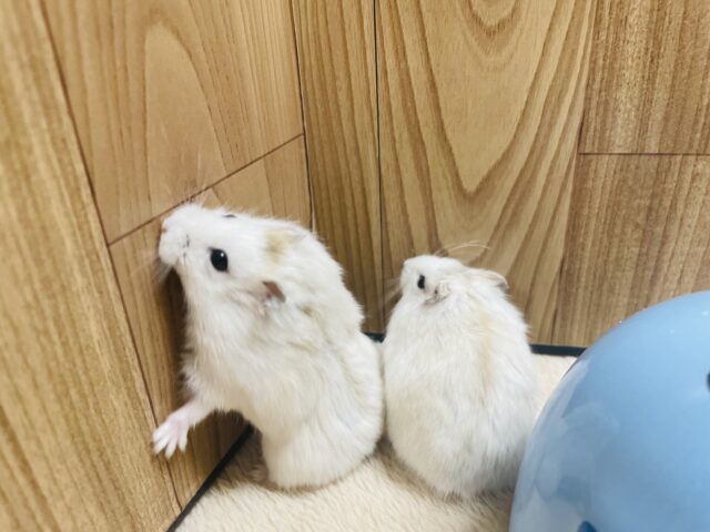 ジャンガリアン