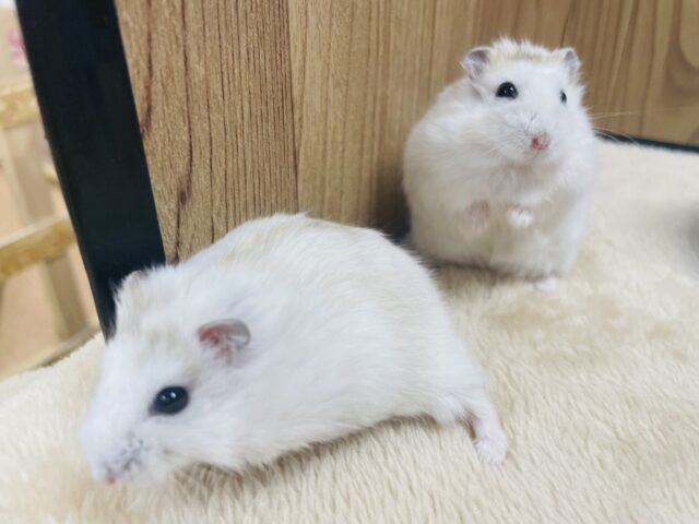 ジャンガリアン