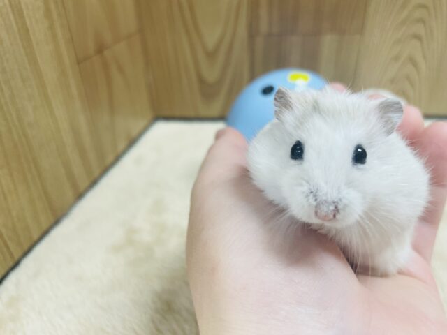 ジャンガリアン