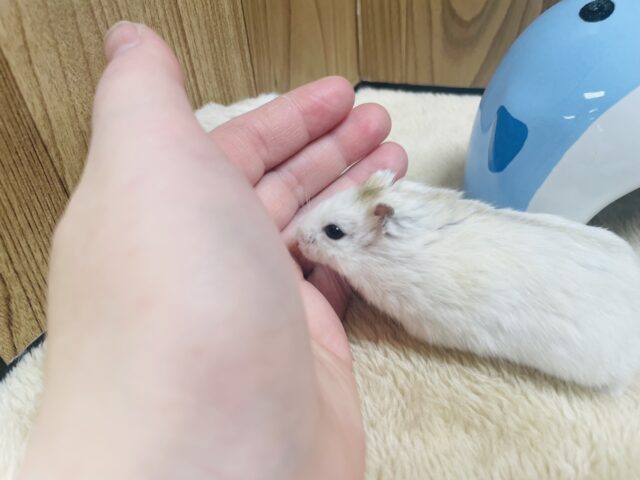 ジャンガリアン