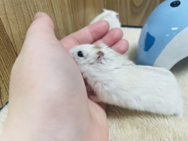 ジャンガリアン