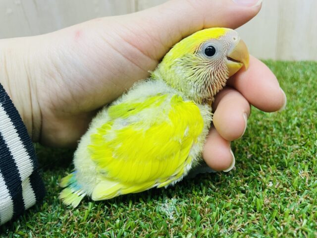 コザクラインコ（小桜インコ）