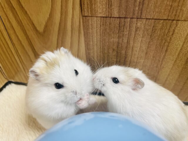 ジャンガリアン