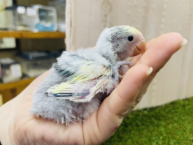 コザクラインコ（小桜インコ）