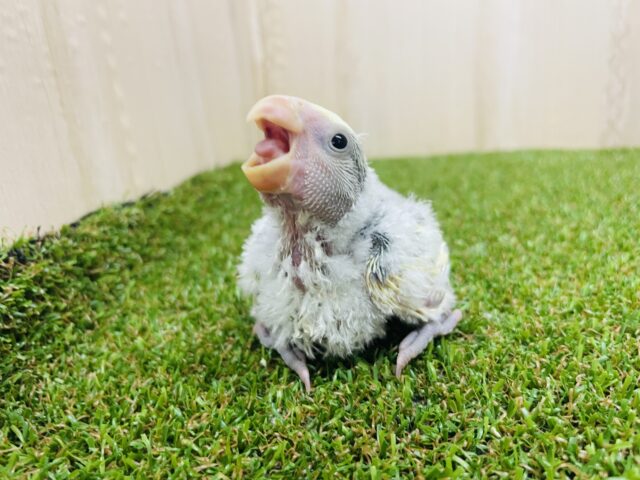 コザクラインコ（小桜インコ）
