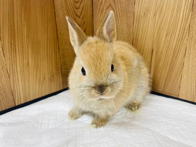 ネザーランドドワーフ