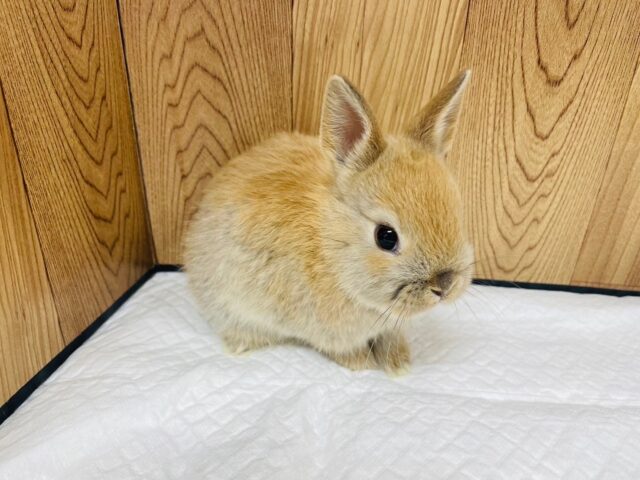 ネザーランドドワーフ