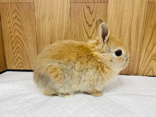 ネザーランドドワーフ