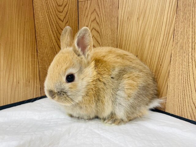 ネザーランドドワーフ