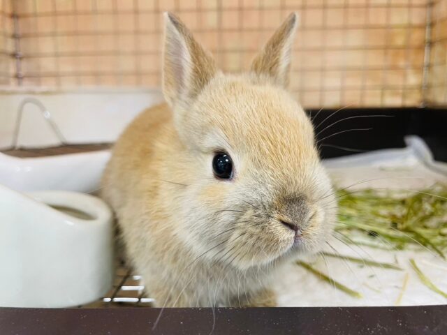 ネザーランドドワーフ