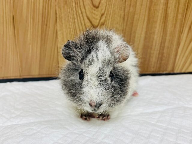 テディモルモット