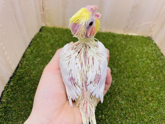 オカメインコ