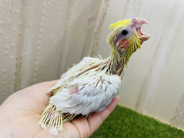 オカメインコ