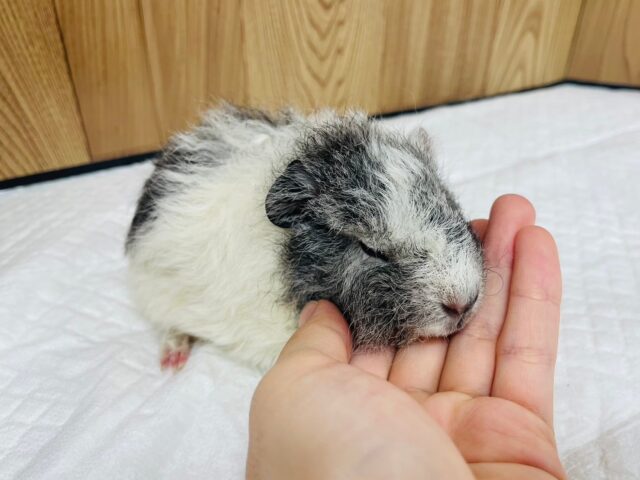 テディモルモット