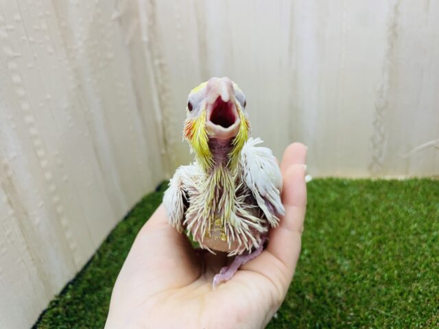 オカメインコ