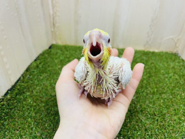 オカメインコ