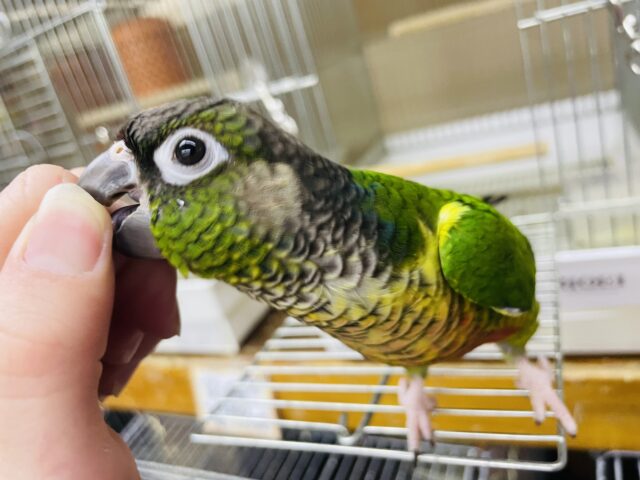ワキコガネウロコインコ