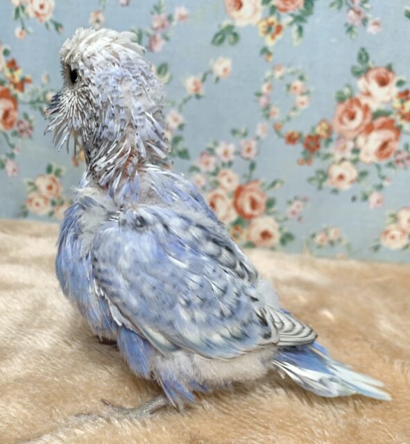 ジャンボセキセイインコ