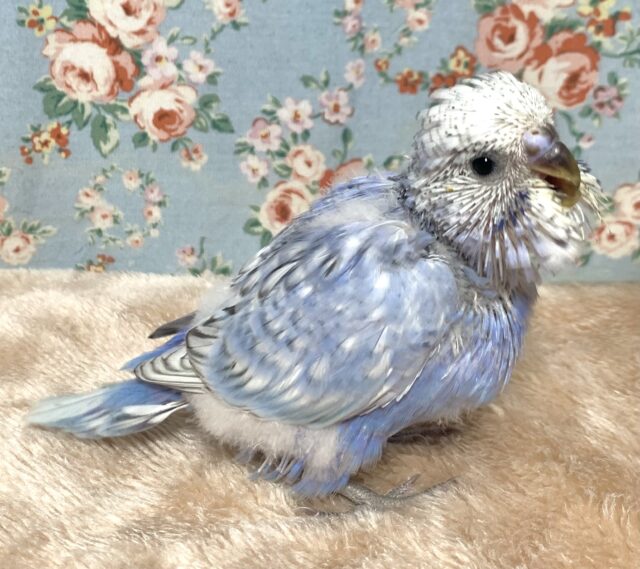 ジャンボセキセイインコ