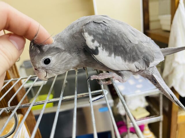 オカメインコ