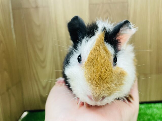 アビシニアンモルモット