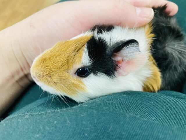 アビシニアンモルモット