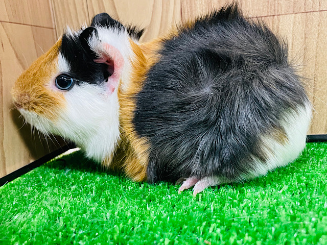 アビシニアンモルモット