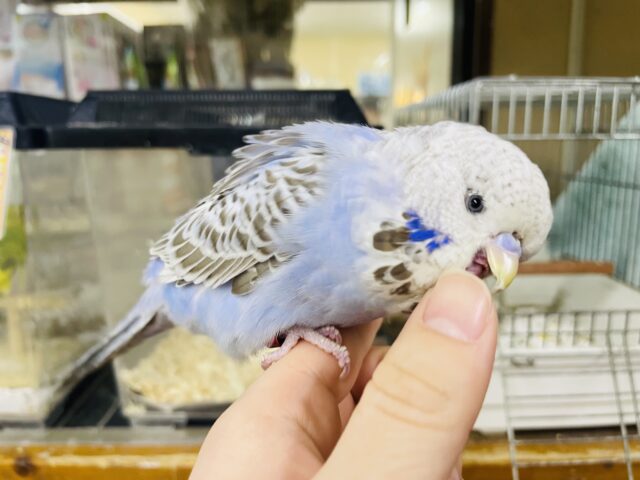 ジャンボセキセイインコ