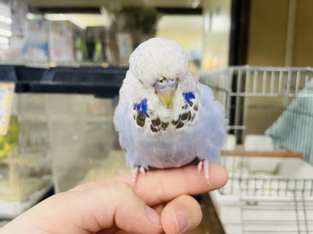 ジャンボセキセイインコ