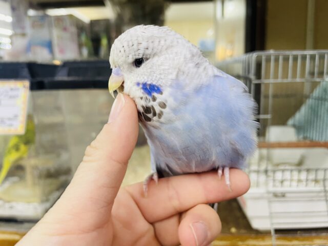 ジャンボセキセイインコ
