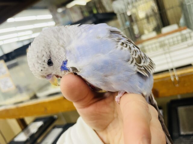 ジャンボセキセイインコ