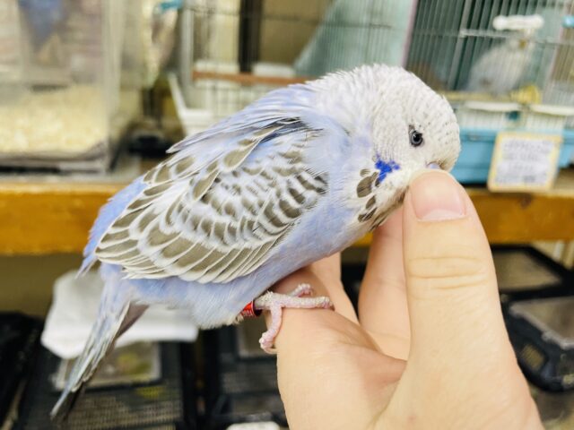 ジャンボセキセイインコ