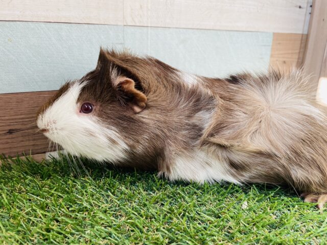 アビシニアンモルモット