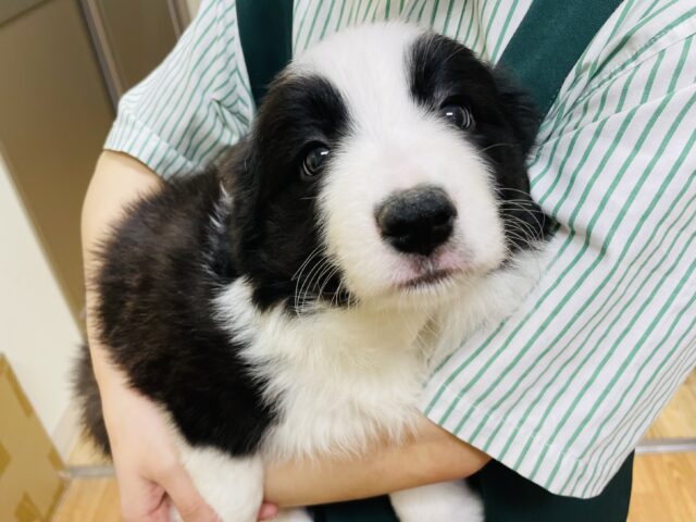 ボーダーコリー