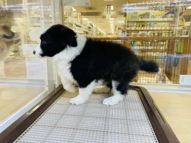 ボーダーコリー