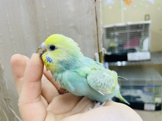 セキセイインコ