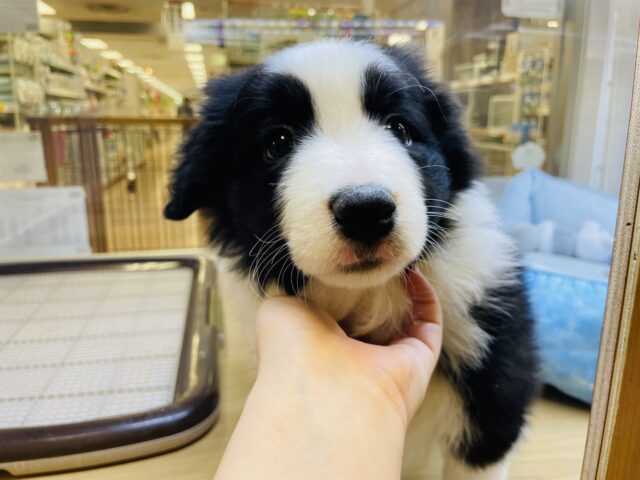 ボーダーコリー