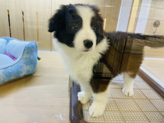 ボーダーコリー