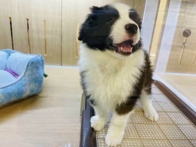 ボーダーコリー