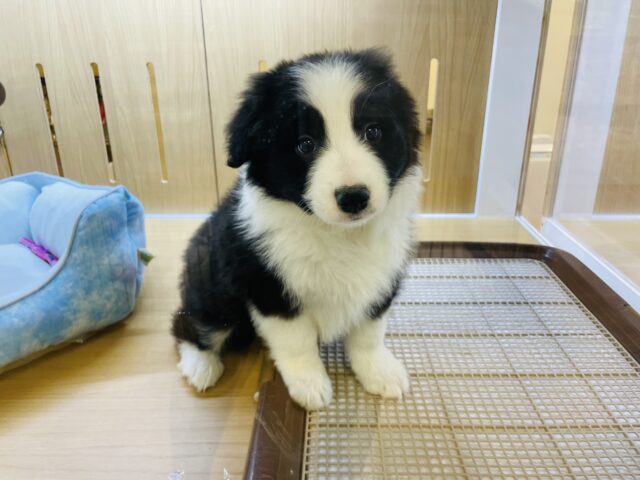 ボーダーコリー