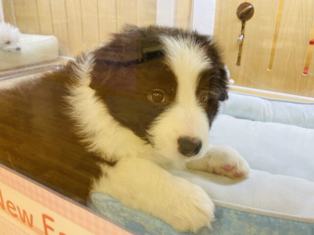 超ホヤホヤ最新画像✨️激カワビックベイビー❣️会ったら一目惚れ間違いなし❗️ボーダーコリーの女の子❗️ ボーダーコリー