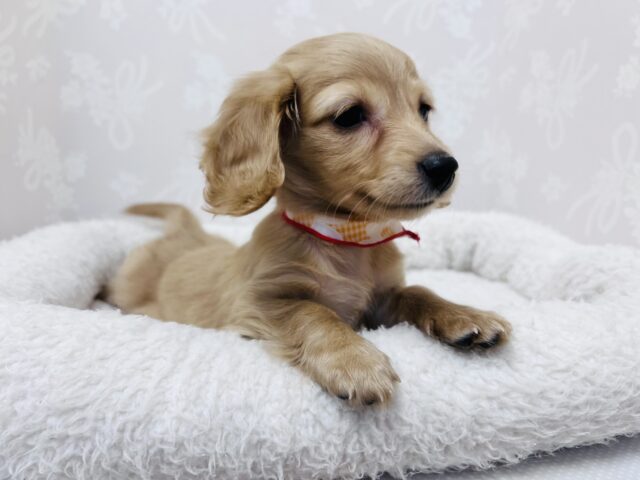 ミニチュアダックス