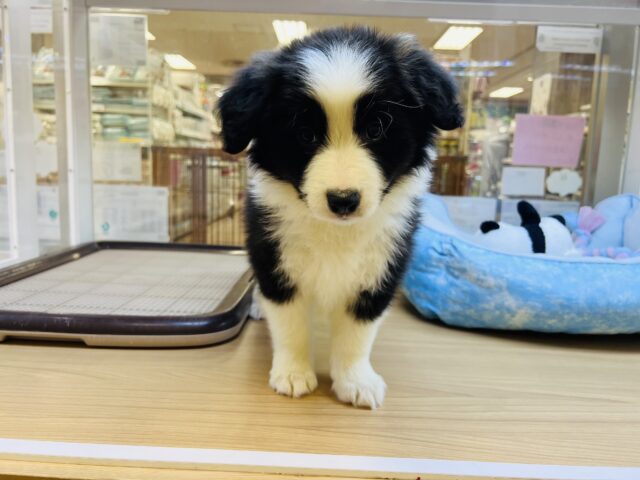 超ホヤホヤ最新画像✨️激カワビックベイビー❣️会ったら一目惚れ間違いなし❗️ボーダーコリーの女の子❗️ ボーダーコリー