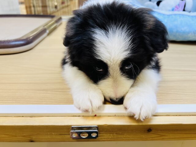 超ホヤホヤ最新画像✨️激カワビックベイビー❣️会ったら一目惚れ間違いなし❗️ボーダーコリーの女の子❗️ ボーダーコリー