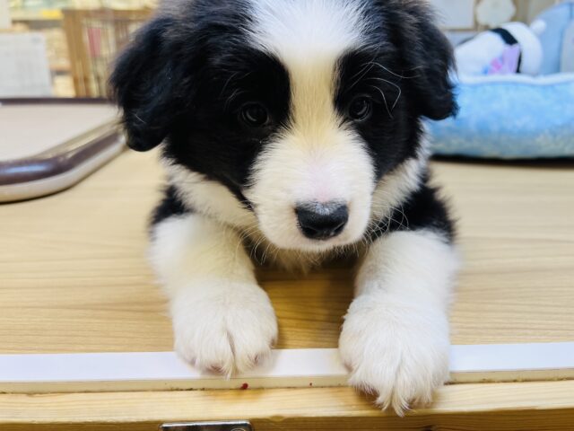 超ホヤホヤ最新画像✨️激カワビックベイビー❣️会ったら一目惚れ間違いなし❗️ボーダーコリーの女の子❗️ ボーダーコリー