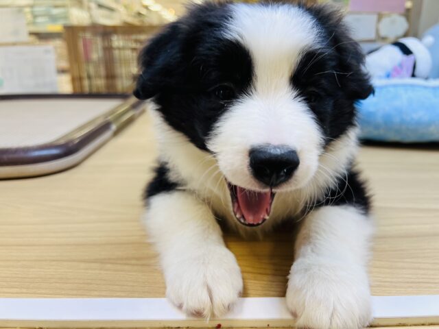 超ホヤホヤ最新画像✨️激カワビックベイビー❣️会ったら一目惚れ間違いなし❗️ボーダーコリーの女の子❗️ ボーダーコリー