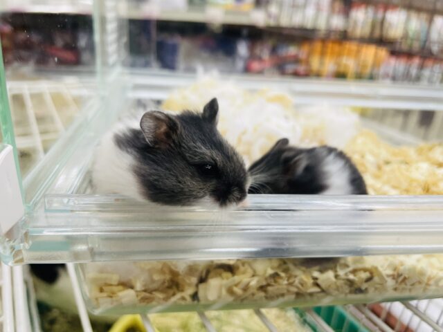 マーブルハムスター