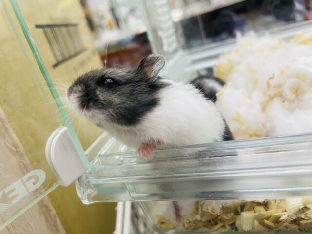 マーブルハムスター