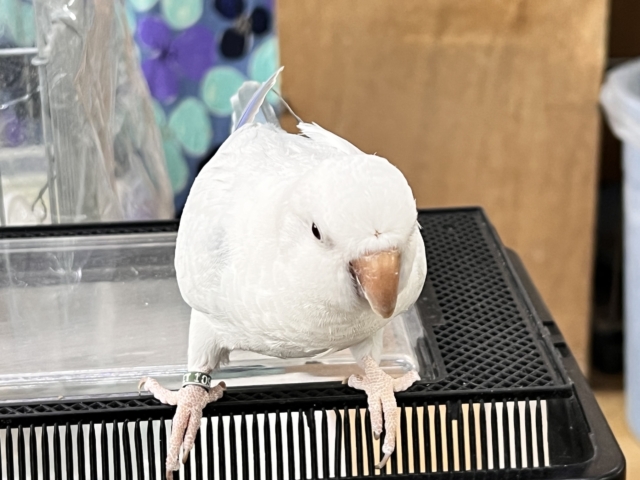 オキナインコ